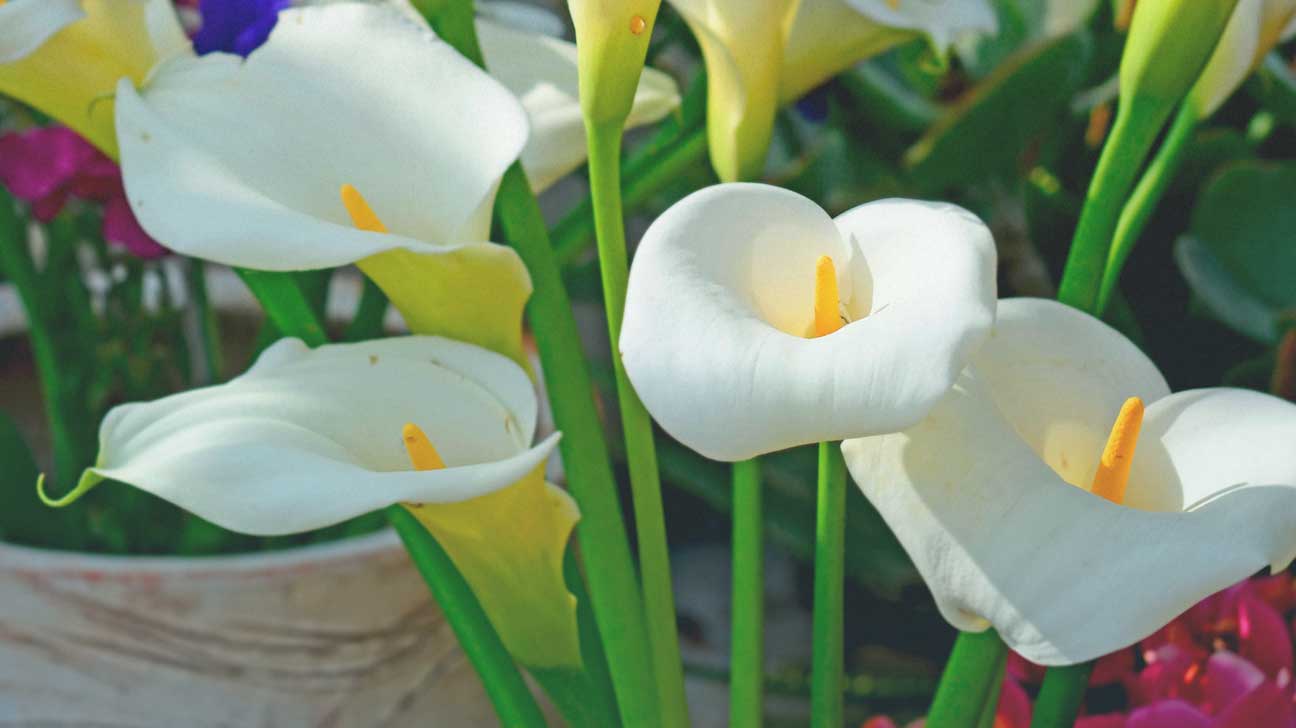 Peace lilies image