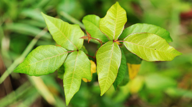 What is poison oak rash?