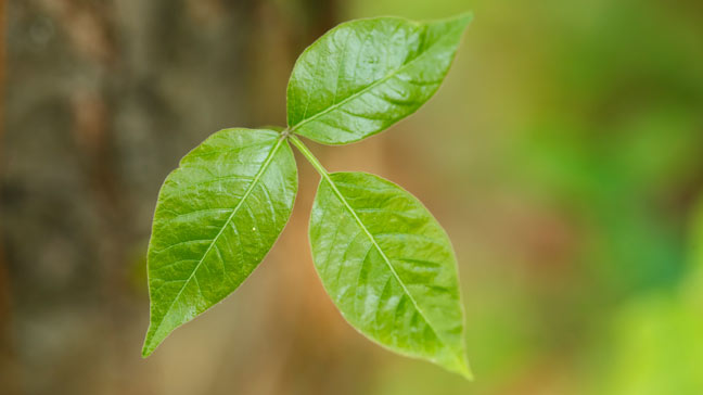 Poison Ivy Rash Treatment & Pictures of Poisonous Plants