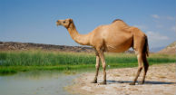Camels Spreading Deadly MERS