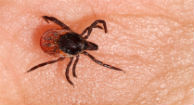 No, You Do Not Have Chronic Lyme Disease