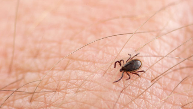 What are the most common side effects of Lyme disease?