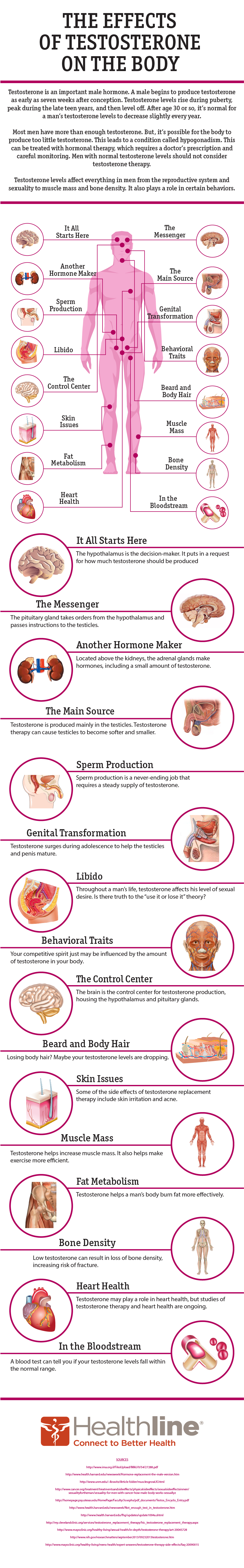 The Effects of Testosterone on the Body