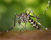 Asian tiger mosquito, Aedes albopicts