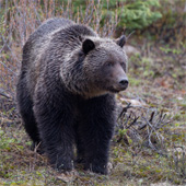 Photo of a brown bear (grizzly) in the wild.