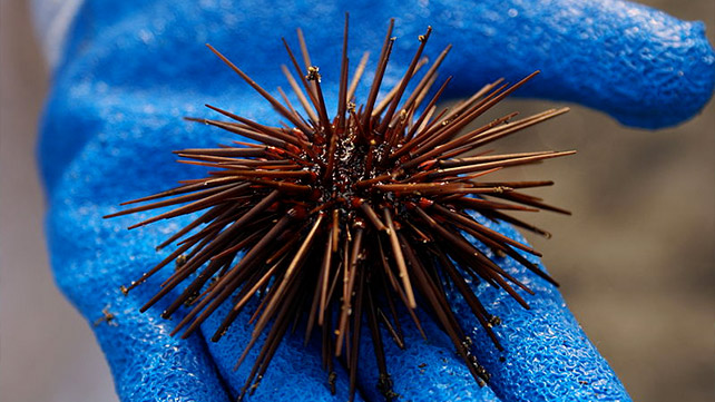 Sea Urchin Sting: Treatment, Removal, and Long-Term Effects