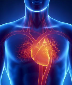 Image result for heart affect sex