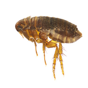 Why do fleas only bite certain people?