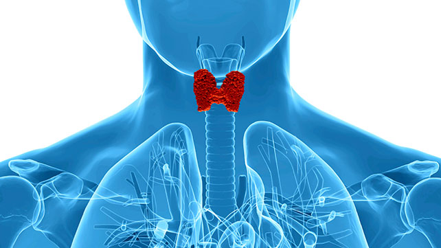 How do you interpret a thyroid test?
