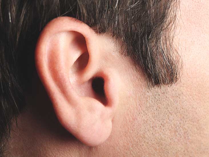 Adult Ear 34