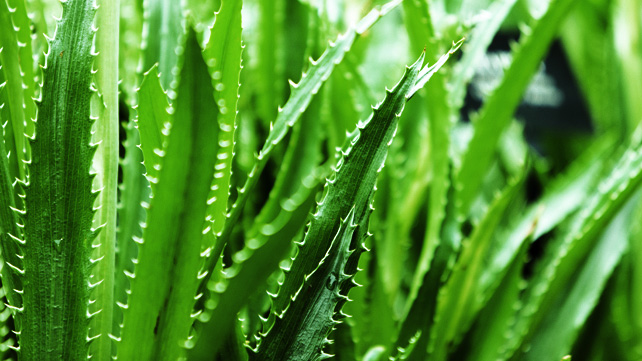 An aloe vera plant can add a lovely touch of green to any office or 