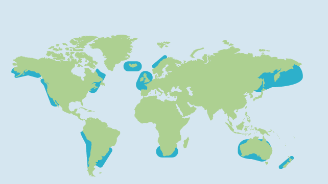 world map of where kelp is found