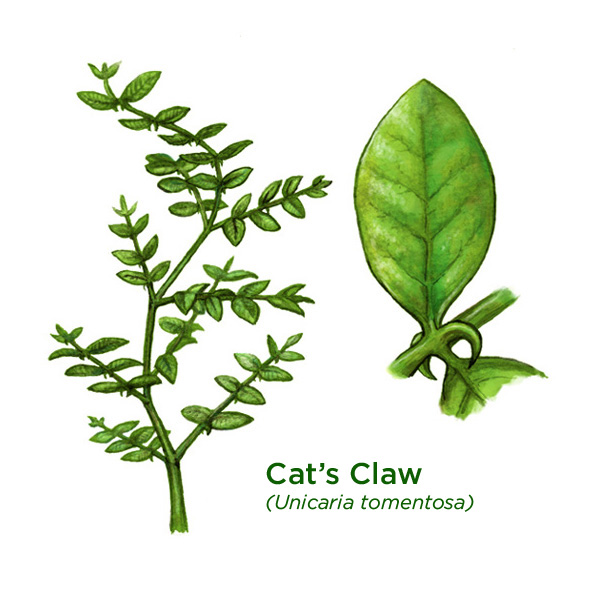 Cat's Claw