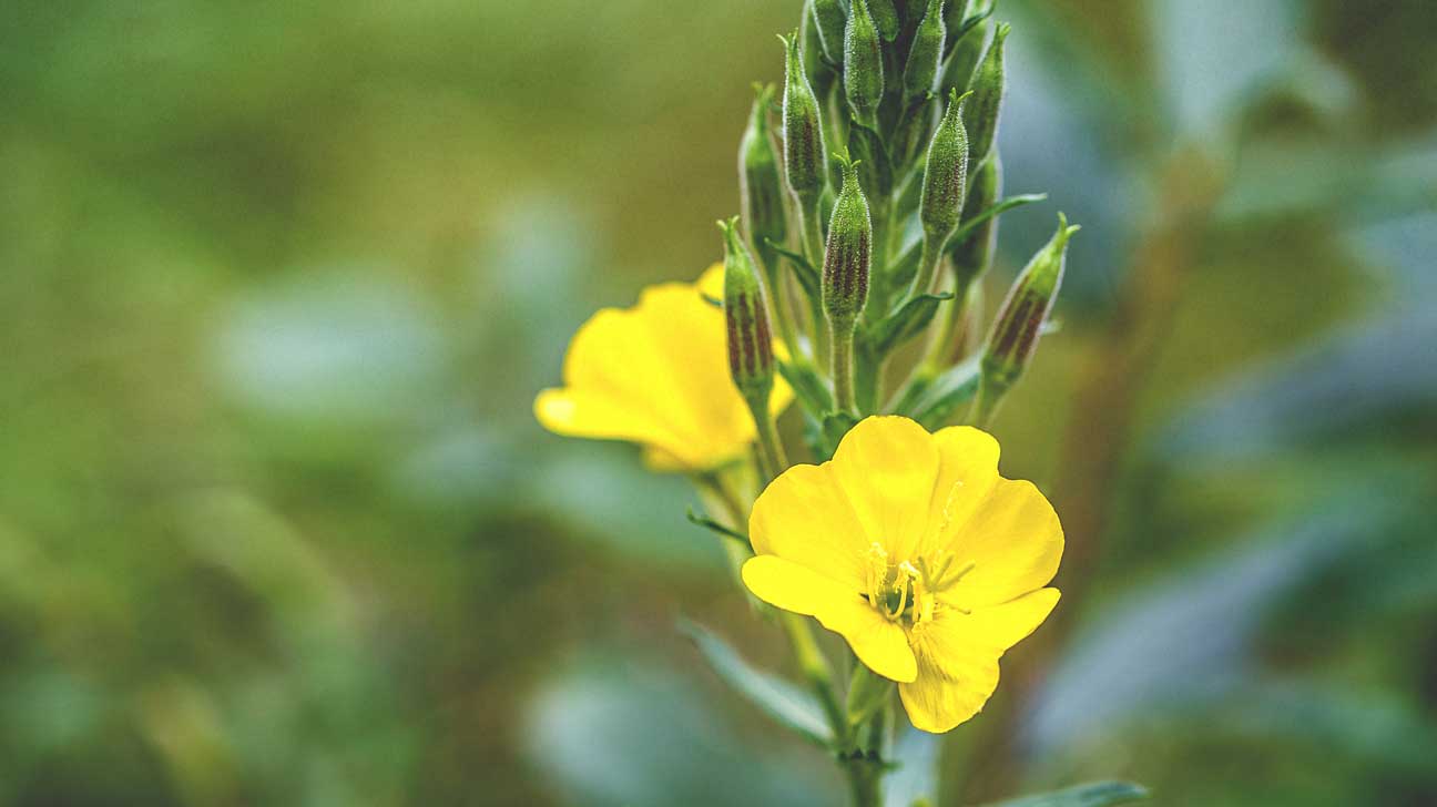 Evening Primrose Oil: Benefits, Use, and More