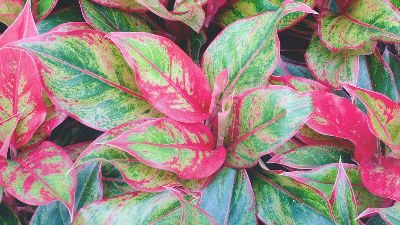 The Best Air Purifying Plants 