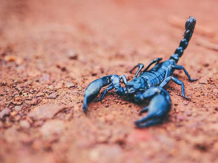 Scorpion Venom May Someday Help Counter RA