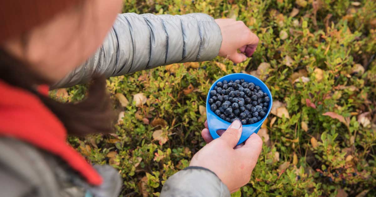 Oregon Grape Root Mahonia Aquifolium 17 Benefits Of This Edible