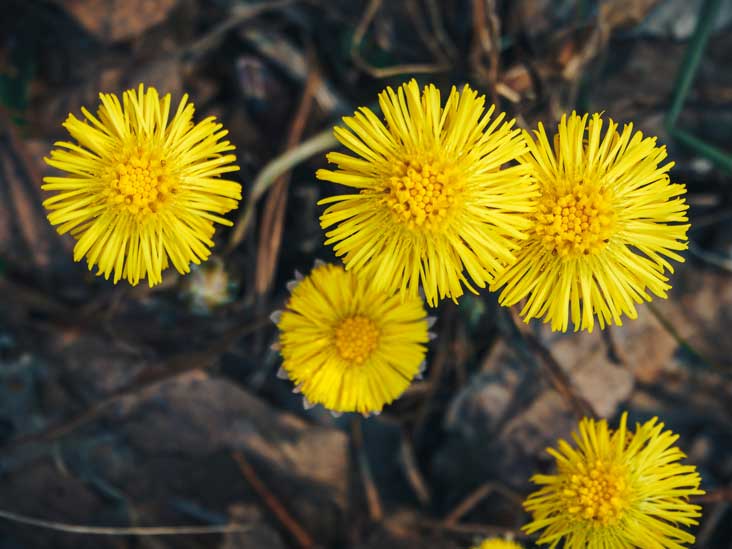 What Is Coltsfoot, and Is It Harmful?