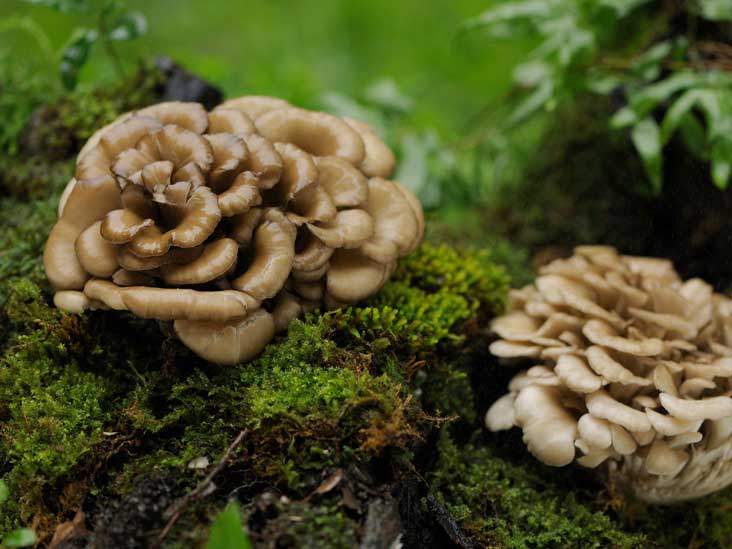 3 Edible Wild Mushrooms (And 5 to Avoid)