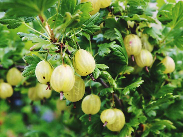 8 Impressive Health Benefits of Gooseberries