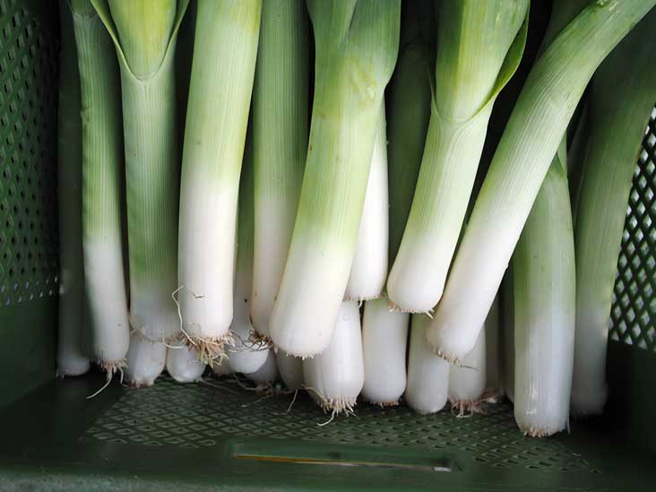 10 Health and Nutrition Benefits of Leeks and Wild Ramps