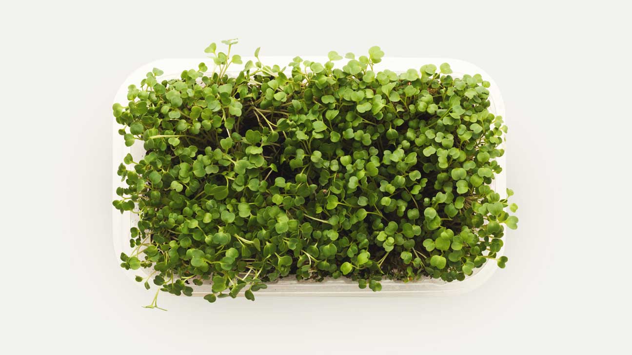 Microgreens in a Plastic Container