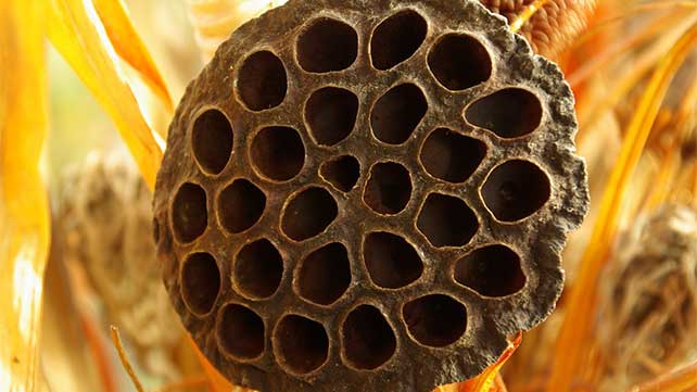 Trypophobia: Is it real and more?
