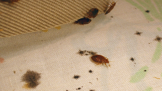 bed bug bites: symptoms and treatments