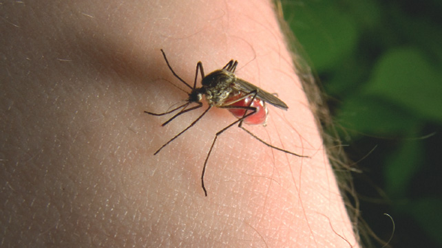 Image result for how mosquito take blood