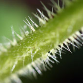Spicules of a stinging nettle, photo courtesy of Randy A. Nonenmacher (CC BY 3.0)