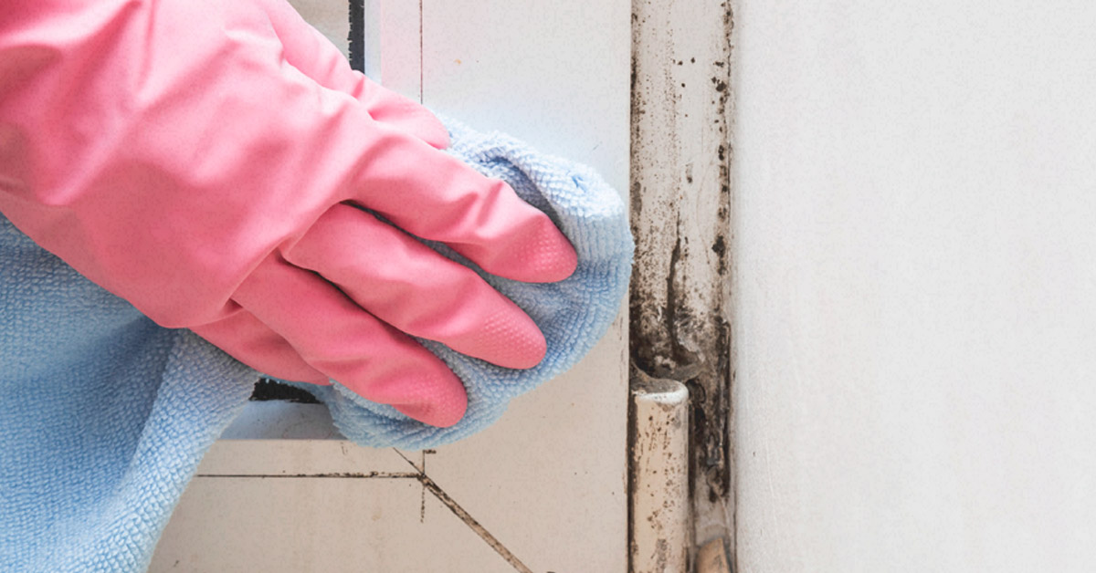 Black Mold Exposure: What It Is and Isn't