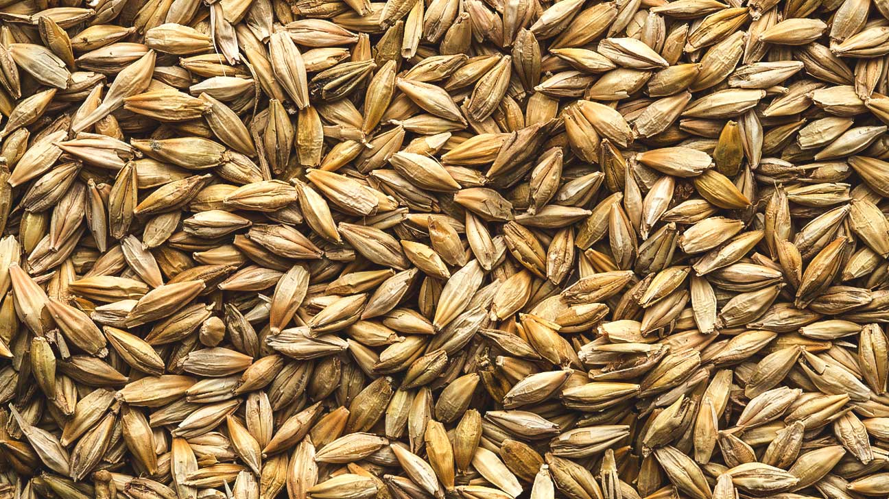 Image result for barley