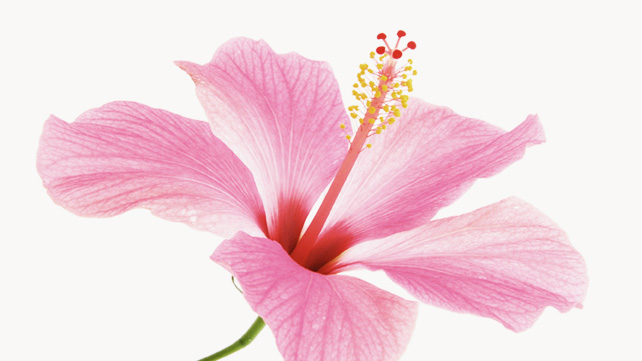 All You Need to Know About Hibiscus