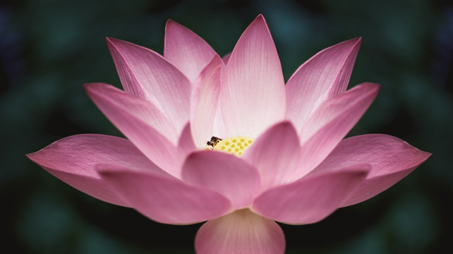 Flower Lotus Information In Marathi - Best Flowers and 