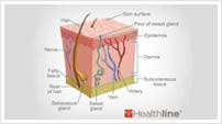 Medical drawing of the layers of human skin.